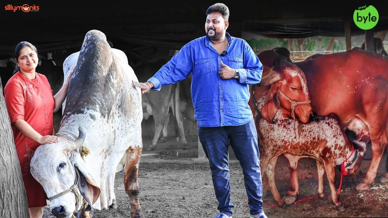 Gir Cow Milk in Hyderabad Cow Farming Desi Cow Ghee Goudhaara Farms