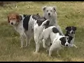 Festiwal wolnych psow psie gody - relacja Free dogs festival dog mating