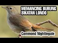 pancingan burung sikatan londo | pancingan