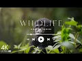 Download Lagu Relaxing Wildlife in 4K | Mountain Gorillas | Background Music for Sleep (Uganda Series)