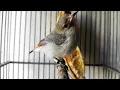 Lagu suara burung kemade betina gacor--Pancingan \u0026 Masteran kemade jantan