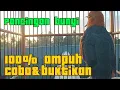 Download Lagu Pancingan bunyi‼️ ANIS MERAH NGEPLONG PAGI untuk pancingan bunyi burung anis merah lain
