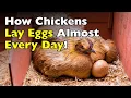 How Do Chickens Lay Eggs Almost Every Day