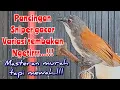 Pancingan sniper gacor‼️variasi tembakan dan ngetir‼️masteran murah tapi mewah