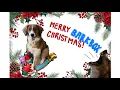 December 2023 DOUBLE BARK BOX