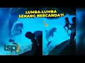 Download Lagu Gemas! Seekor Lumba-lumba Tertawa Saat Melihat Aksi Ayah dan Anak Ini