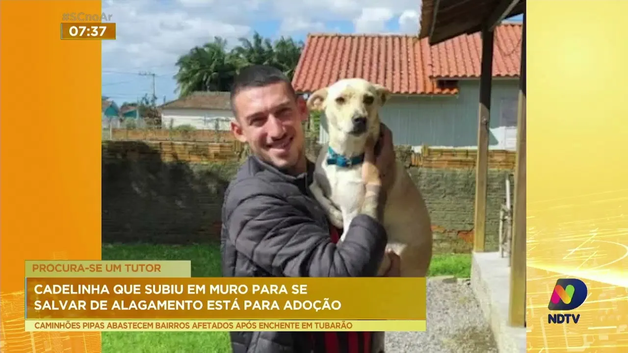 Tubarão: Cachorra subiu em muro para se salvar de alagamento e agora está disponível à adoção