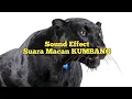 Download Lagu Suara Macan Kumbang | Sound of Black Panther #asmr #soundeffects #whitenoise
