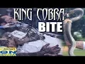King Cobra Bite CAUGHT ON CAMERA