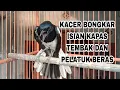 Download Lagu 🔴Kacer bongkar isian kapas tembak dan platuk beras, cocok buat pancingan Kacer lain..