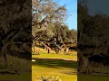 Download Lagu A Moment of Magic at Animal Kingdom 🦒 ✨ Download Lagu A Moment of Magic at Animal Kingdom 🦒 ✨