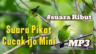 suara pikat ribut cucak ijo mini mp3 populer terlaris 