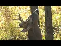 How To Deer Hunt Moon Phases