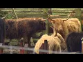54 Cattle found dead on Skagit County Farm