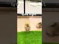 Download Lagu #poompoom #pets #poms #pomeranian #puppy #poodle #dog #animals #ปอมหน้าหมี #หมา #มินิบิชอง #bichon