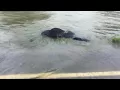 Dead cows found washed up in Texas