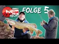 Download Lagu Freie Gewässerwahl am Finaltag, ABER ... Profi Liga Hecht 🐊, Staffel 2, Folge 5