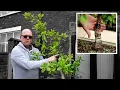 Bonsai trunks too thin - do these 6 things