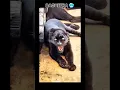 Characters of Jungle book in real life