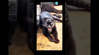Characters of Jungle book in real life