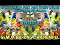 Download Lagu MP3 PEMBERSIH BURUNG KECIL! SUARA PIKAT SEMUA BURUNG KECIL ANTI ZONK