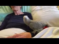 Grieving parrot