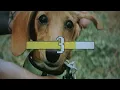 Soccer Mommy - Your Dog (Karaoke Version)