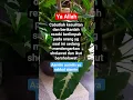 Download Lagu SHOLAWAT NABI ❤💕‼️#sholawat #doa #quran ##shorts #islamicshorts