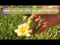 Download Lagu Daylily Seed Pods | How to Add to Your Daylily Bed Without Buying More