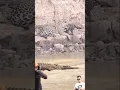 INDUK MACAN TUTUL JAGA ANAKNYA AGAR TAK JATUH KE SARANG BUAYA #animals #scary