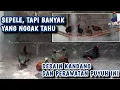Download Lagu Puyuh Sengayan / Puyuh Jambul, Kandang Minimal  Hasil Maksimal #puyuh #puyuhhias