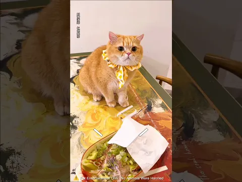 She Tricked Her Cat to Cook the Fish 🐟😿