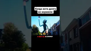 Когда кота долго не кормили Shorts  Когда кота долго не кормили Shorts
