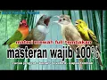 Download Lagu Masteran Burung Juara Full Isian Tembakan Cucak jenggot, Kenari, Lovebird, Kapas tembak