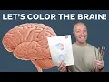 Let s color and learn brain anatomy Kenhub