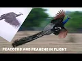 Peacocks and Peahens in Flight Part Two Peacock Flying Peahen Flying