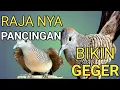 Lagu Pancingan PERKUTUT lokal GACOR -Si raja Pikat sekali bunyi yang lain Ikut MANGGUNG.