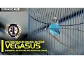 Download Lagu B16 CUP - Love Bird Vegasus Menempel Ketat Awe'we Dalam Perebutan Juara