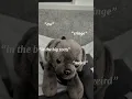 Download Lagu He looks perfect ❤️                                         #essas #dog #edit