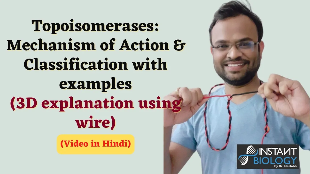 Topoisomerases: Mechanism of Action & Classification with examples(3D explanation using wire)