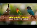 Lagu Kombinasi Masteran | Cililin - Tengkek Buto - Lovebird 