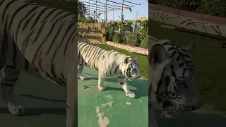 صوت النمر الأبيض اكسبلور 