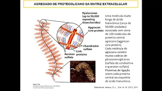 Proteoglicanos, cartilagens e líquido sinovial: caracterização molecular - Videoaula de "Bioquímica"