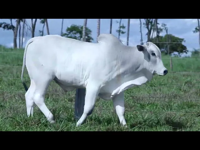 Touro Nelore OCT - 171