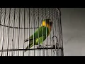 Download Lagu PANCINGAN LOVEBIRD ISIAN TENGKEK BUTO || LAGU KASAR MEWAH