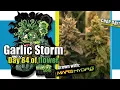 Garlic Storm Genotype Hunt Episode 17 HARVEST Week 12 of flower Drying Tips