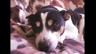 Rat Russell Terrier mix with Rover Rescue
