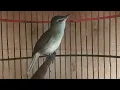 Download Lagu Suara Burung Kerak basi Ramai / Kerbas Alis putih / Cigrok Jantan GACOR