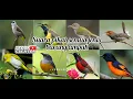 Download Lagu Suara pikat semua jenis burung kecil ampuh #suaraburungpikat