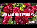 Download Lagu Swan Island Dahlia Festival in de staat Oregon 2025